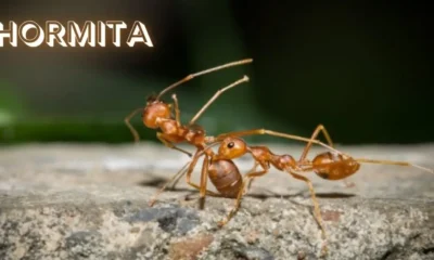 Hormita