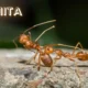 Hormita