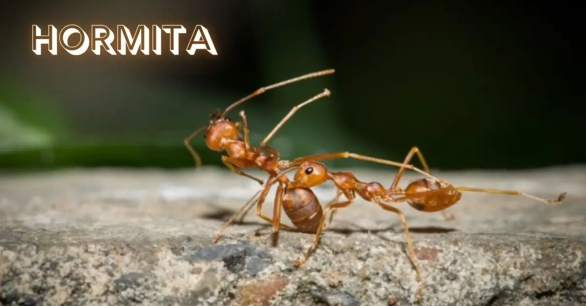 Hormita